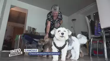 Canicule: chaud devant pour les animaux