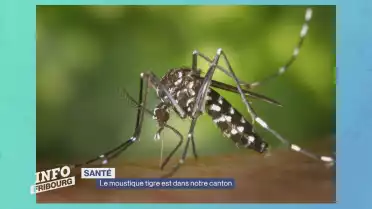 Le moustique tigre repéré à Fribourg