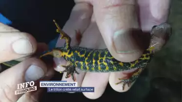 Le triton crêté refait surface dans la Grande Cariçaie