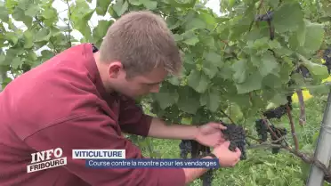 Course contre la montre pour les vendanges