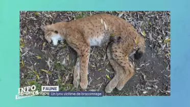 Un lynx victime de braconnage à La Roche