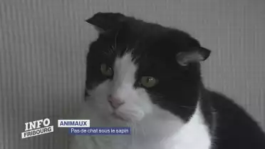 Pas de chat sous le sapin