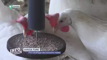 Fini l'abattage des poussins mâles après l'éclosion