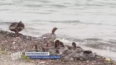 L&#039;île aux oiseaux de Vidy fâche