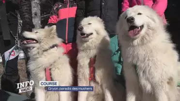 Gryon, le paradis des mushers