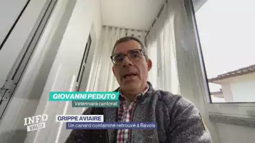 La grippe aviaire décelée à Bavois