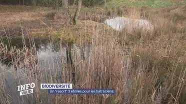 Un &quot;resort&quot; 3 étoiles pour les batraciens
