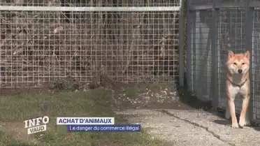 Attention au commerce illégal d&#039;animaux