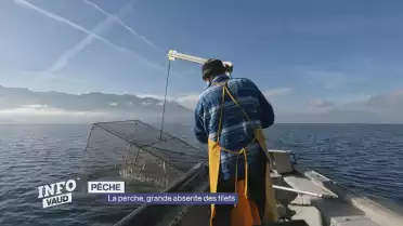 La perche, grande absente des filets