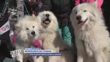 Morsures de chiens: une augmentation préoccupante