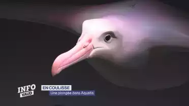 Une plongée dans Aquatis