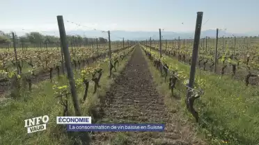 La consommation de vin baisse en Suisse