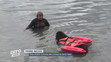 Des chiens comme des poissons dans l&#039;eau