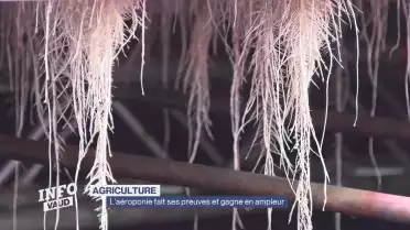 L&#039;aéroponie fait ses preuves et gagne en ampleur