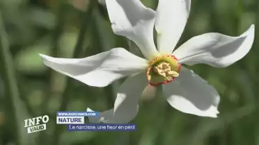 Le narcisse, une fleur en péril