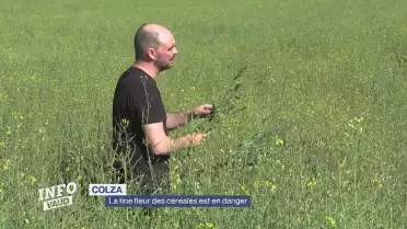 Colza, la fine fleur des céréales est en danger