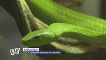 Exposition, les reptiles lézardent à Villeneuve