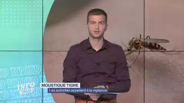 Moustique tigre : les autorités appellent à la vigilance