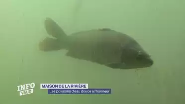 Les poissons d&#039;eau douce à l&#039;honneur