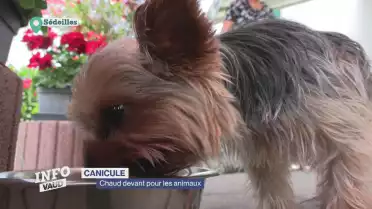 Chaud devant pour les animaux