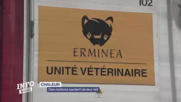 Des oisillons sautent de leur nid