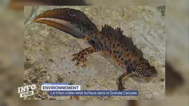 Le triton crêté refait surface dans la Grande Cariçaie