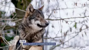 Loup: une régulation qui cristallise les tensions