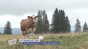 Loup: quelles mesures pour protéger les troupeaux?
