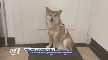 Animaux de compagnie : le marché haut de gamme en croissance