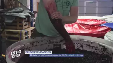 Vendanges: un bilan positif après une année 2024 compliquée