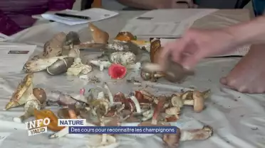Des cours pour reconnaître les champignons