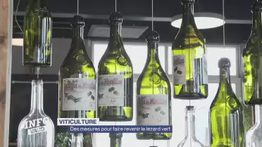 Vignoble: des mesures pour faire revenir le lézard vert