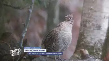 Quand un oiseau redessine la forêt