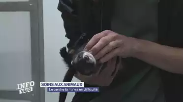 Erminea entre déménagement et difficultés financières