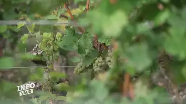 Le Canton débloque 17 millions pour aider les vignerons