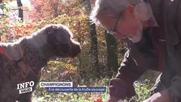 À la découverte de la truffe sauvage