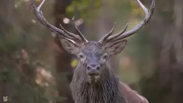 Le cerf élaphe, roi des forêts