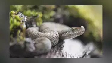 Premières observations de vipères aspics