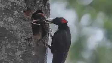 Le tambourinage du pic noir