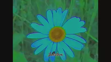 Split the Biscuit de Glaascats