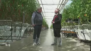 La tomate