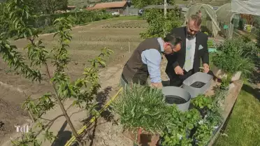 Les herbes aromatiques
