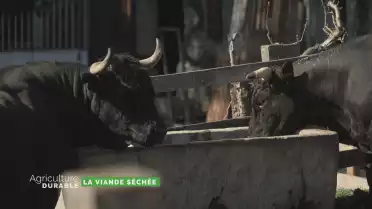 Zoom sur la viande séchée