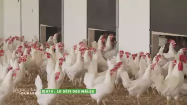 Dossier du mois - Le défi des œufs mâles