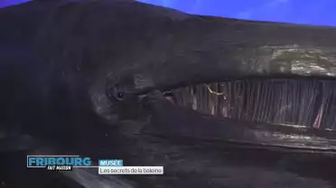 Les secrets de la baleine