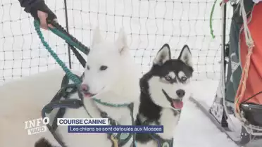 Les chiens se sont défoulés aux Mosses