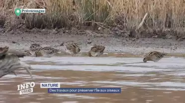 Des travaux pour préserver l'Île aux oiseaux