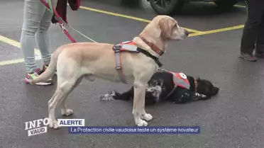 La Protection civile vaudoise recrute des chiens d'alerte