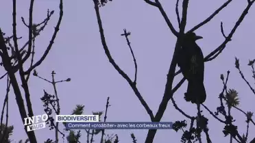 Comment «croâbiter» avec les corbeaux freux à Nyon