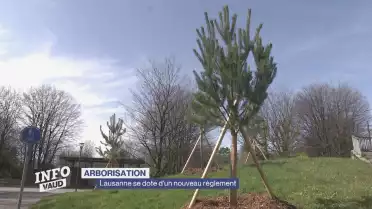 Arborisation: Lausanne se dote d'un nouveau règlement
